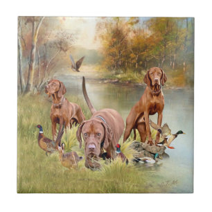 Um versátil aristocrata no Vizsla Húngaro