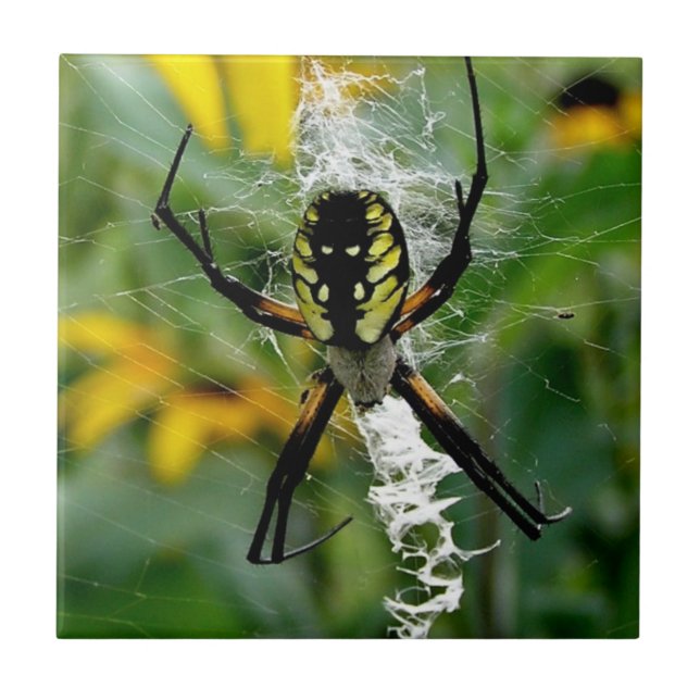 Uma aranha fotográfica incrível na Web (Frente)