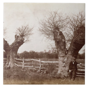 Uma árvore do Hedgerow, 1852 (impressão do album