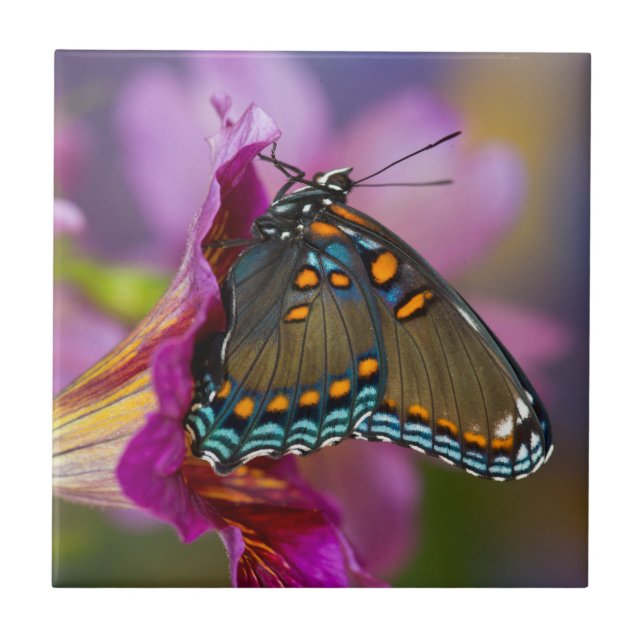 Uma borboleta (Frente)