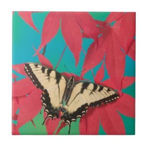 Uma Borboleta Canadense Tiger Swallowtail