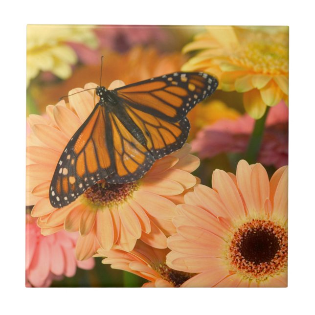 Uma Borboleta de Cloak de luto (Frente)