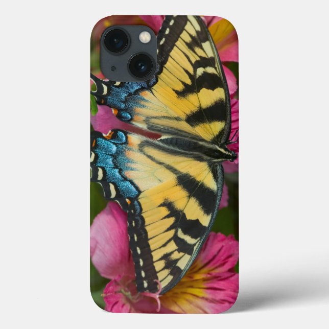 Uma borboleta de Swallowtail do tigre (Verso)