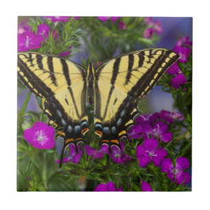 Uma Borboleta Vice-Rei em Flores Rosa Escuro