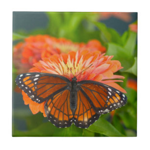 Uma Borboleta Viceroy em Zinnias Laranja