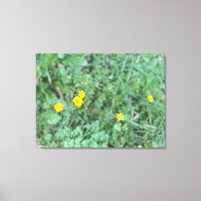 Uma Canvas florescente: Copo de Manteiga da Califó (Frente)