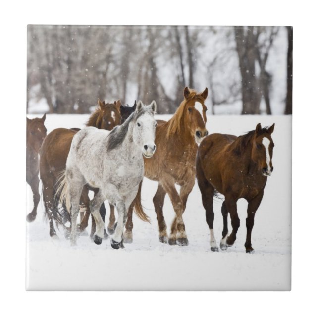 Uma cena de inverno de corrida (Frente)