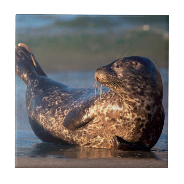 Uma foca bebê levantando a cauda (Frente)