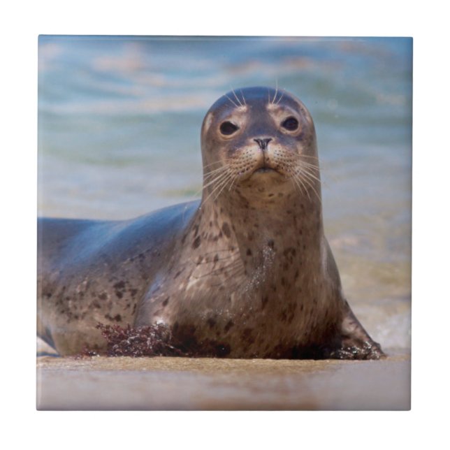 Uma foca em uma praia ao longo da Costa do Pacífic (Frente)