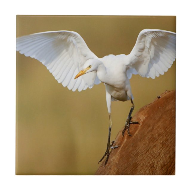 Uma Garça-vaqueira (Bubulcus Ibis) Desce (Frente)