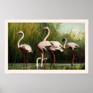 Uma Impressão de Flamingo Rosa Vintage