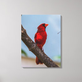 Uma impressão em tela esticada de 18 x 24 do Cardi