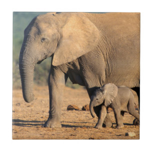 Uma mãe e cria de Elefante Africano em movimento