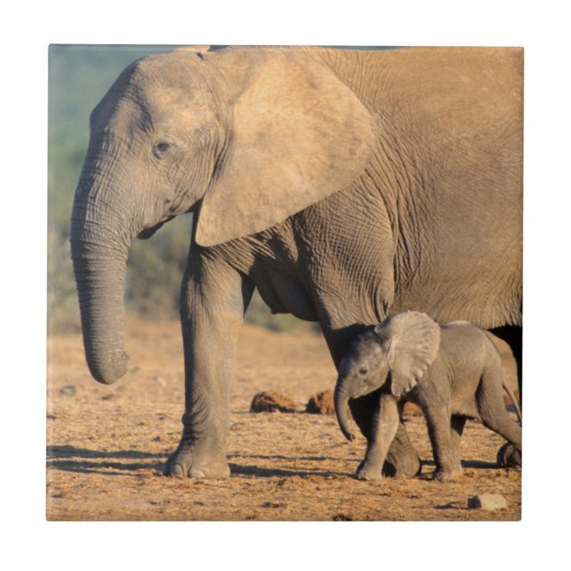Uma mãe e cria de Elefante Africano em movimento (Frente)