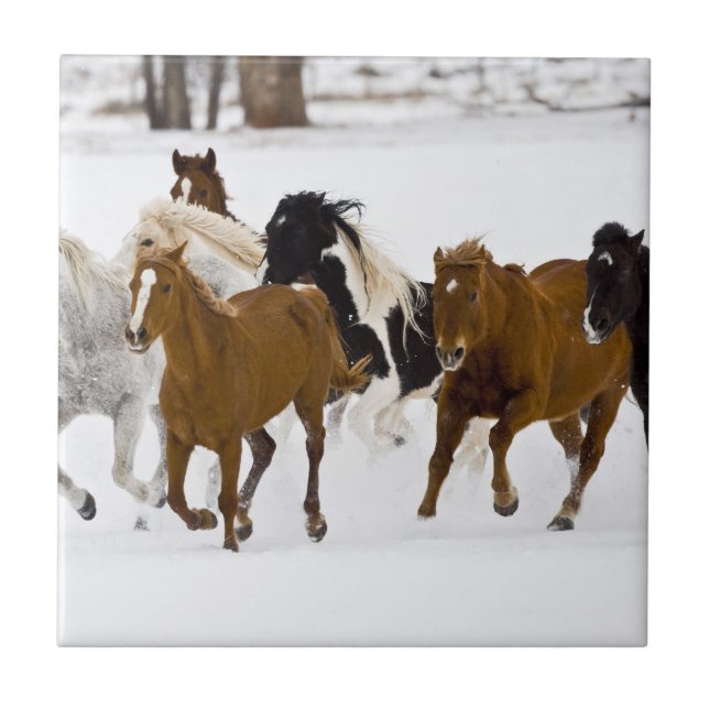 Uma paisagem de inverno de cavalos correndo (Frente)