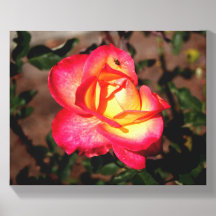 Uma Rosa Vermelha com uma Joaninha nela.