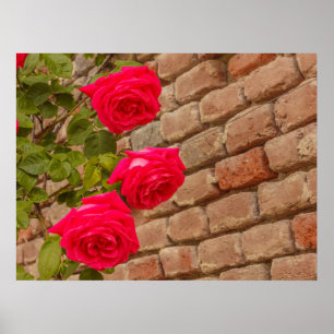 uma subida de rosa em um poster de parede de tijol