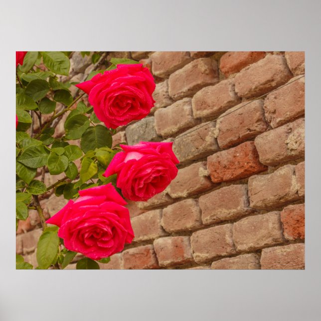 uma subida de rosa em um poster de parede de tijol (Frente)