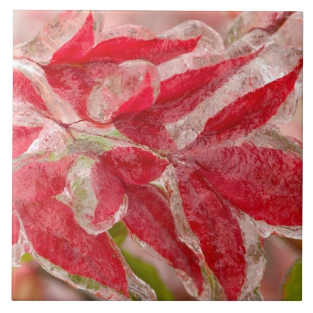 Uma tempestade de gelo de inverno cobrindo as folh (Frente)