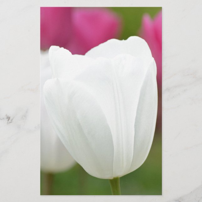 Uma Tulipa Branca (Frente)