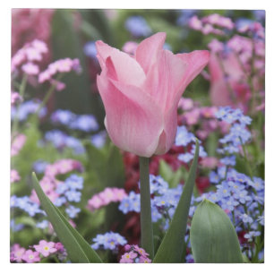 Uma tulipa nos Jardins de Luxemburgo, Paris, Franç