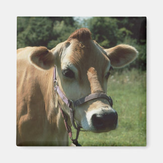 Uma Vaca Brown Jersey Na Imã de geladeira De Verão