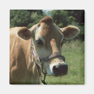 Uma vaca do jérsei de Brown na imã de geladeira