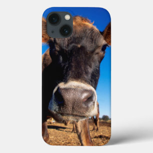 Uma vaca do jérsei que é inquisidora