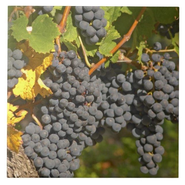 Uma videira com cachos de uvas Merlot maduras - Ca (Frente)