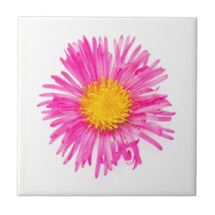 Única planta COR-DE-ROSA bonito original da flor