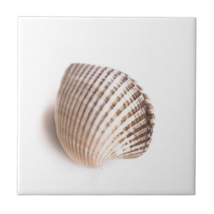 Único seashell
