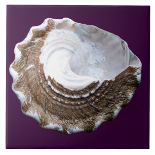 Único Shell telha