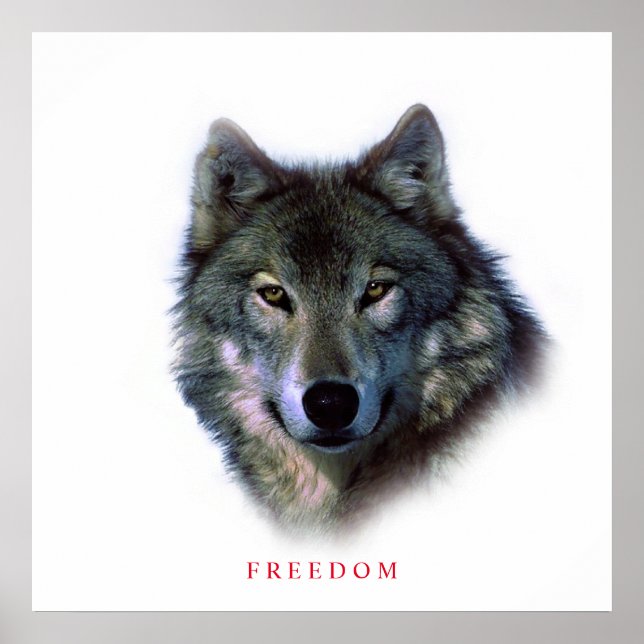 Unique Square Motivational Freedom Wolf Poster (Frente)