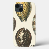 Uniquely Shaped Seashells