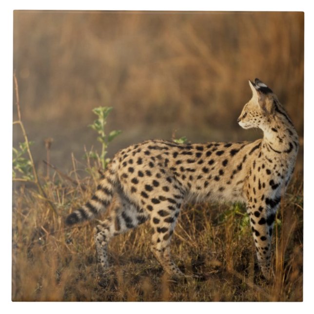 Upper Mara, Reserva de Caça Masai Mara, Quênia, (Frente)