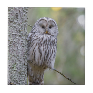 Ural Owl