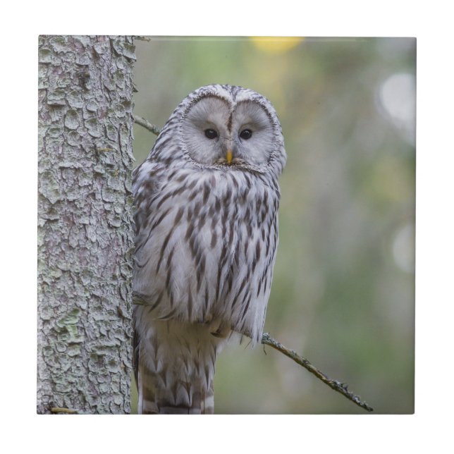 Ural Owl (Frente)