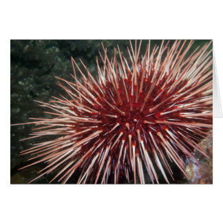 Urchin gigante do mar Vermelho - Cartão