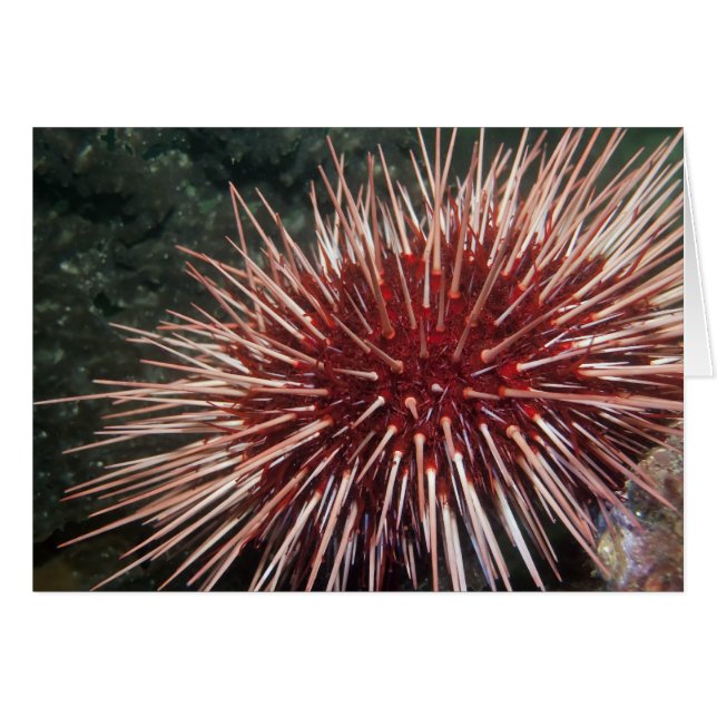 Urchin gigante do mar Vermelho - Cartão (Frente Horizontal)