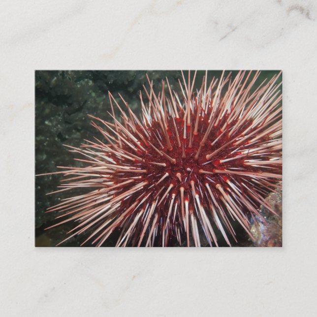 Urchin gigante do mar Vermelho - Cartão de visita (Frente)