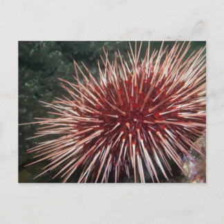 Urchin gigante do mar vermelho - Cartão postal