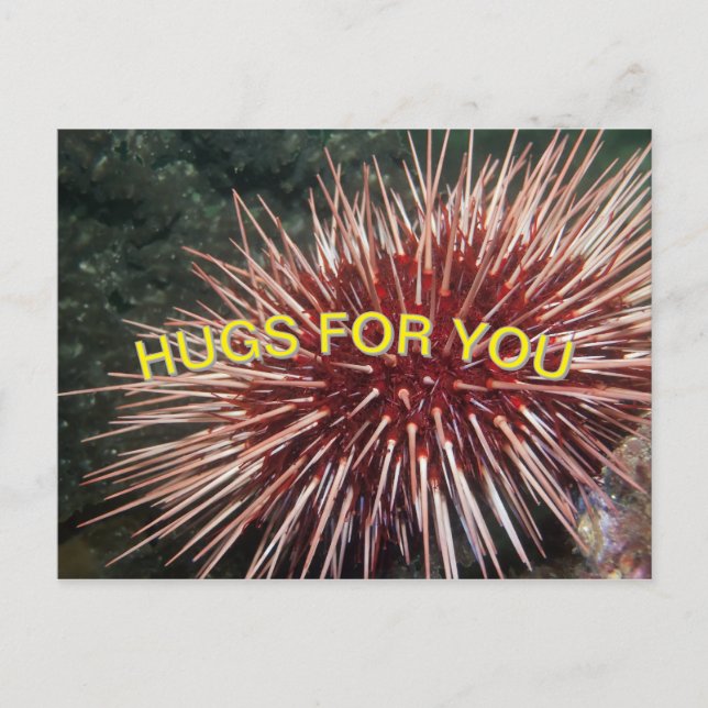 Urchin gigante do mar vermelho - Cartão postal (Frente)