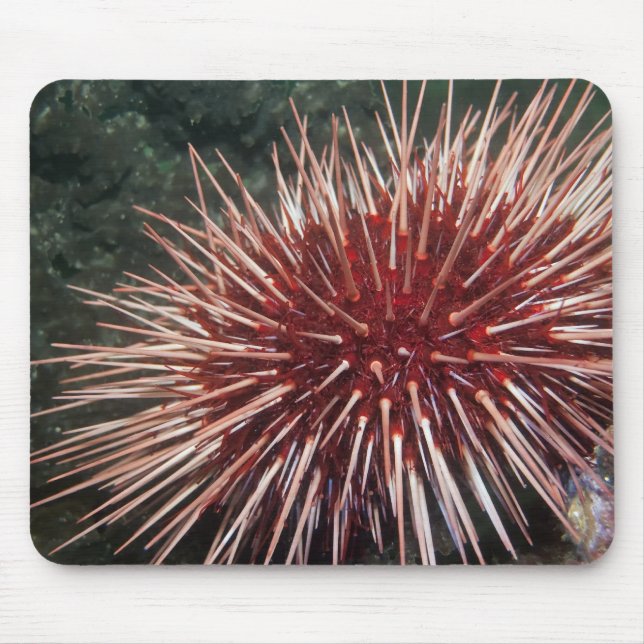 Urchin gigante do mar Vermelho - Mousepad (Frente)