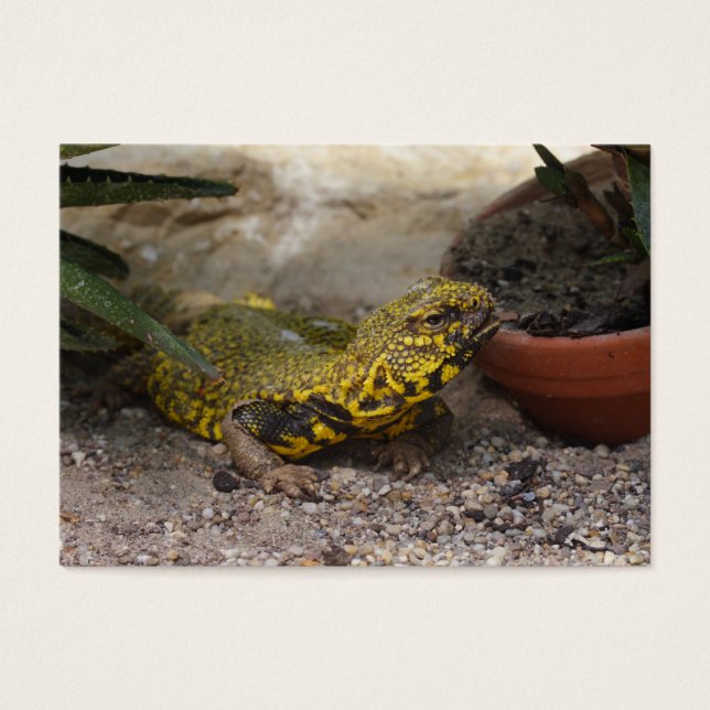 Uromastyx geyri (Frente)