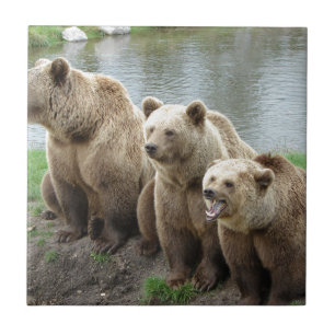 Ursa ursos animal personalizado aniversários