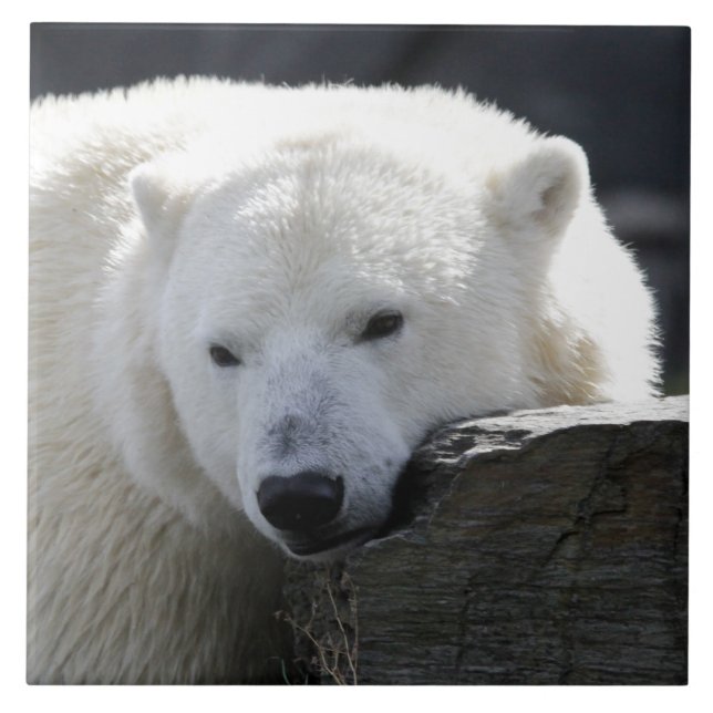 Urso 002 (Frente)