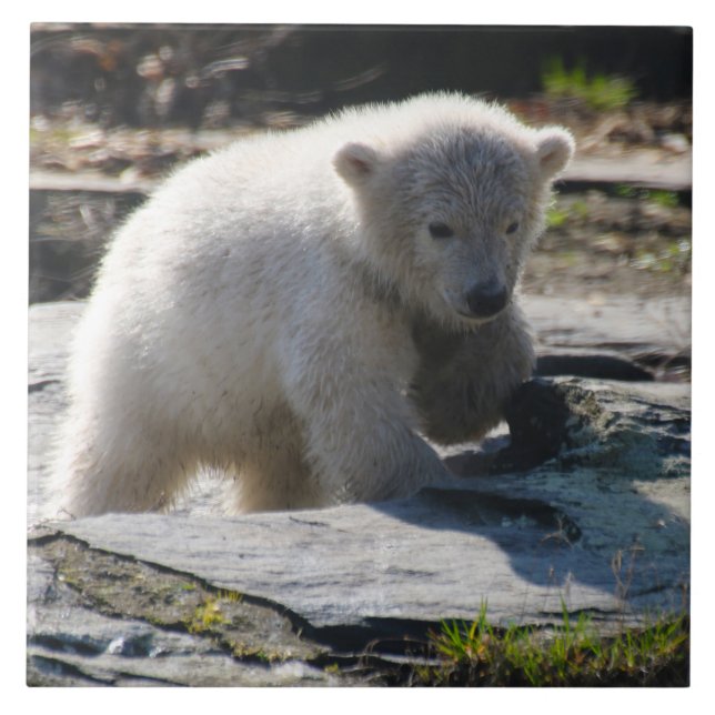 Urso 07 (Frente)