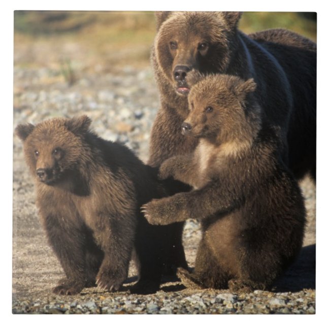 Urso castanho, urso-pardo, porca com filhotes na c (Frente)