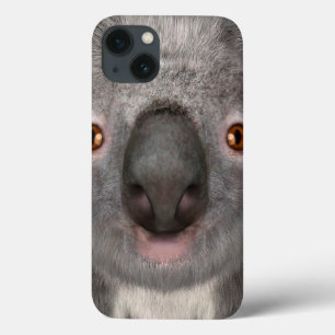 Urso Coala