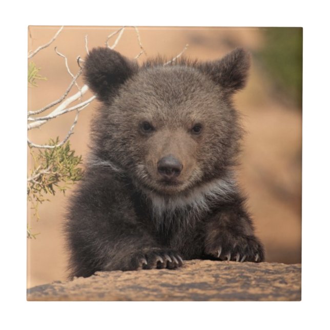 Urso Cub do urso (Frente)